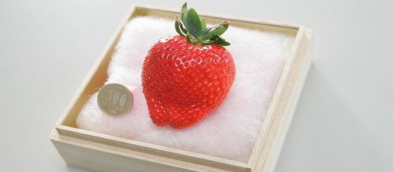 Lot De 50 Graines De Fraises Géantes - Multicolores, Facile à Cultiver, Livraison Offerte